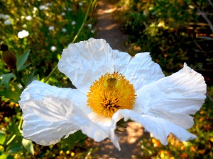 poppy solo on wellness walk