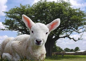 shea lamb
